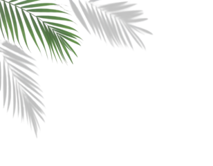 Tropical palm leaves in shades of green and white