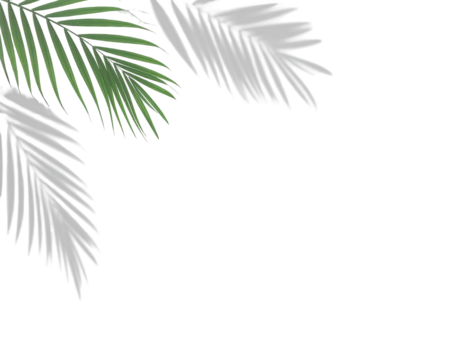 Tropical palm leaves in shades of green and white