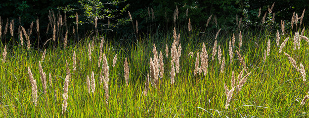 Obraz premium Wood small-reed also known as Calamagrostis epigejos prominently growing in a lush grassland on a sunny day
