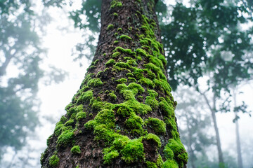Low angle view of green tall mosses cover the tree in tropical forest at Sai Thong National Park, Chaiyaphum, Thailand.