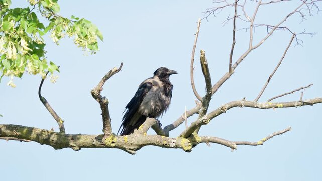 Young Hooded Crow Perched on a Tree Branch