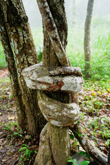 Big vine twisted into a natural circle on tree in the woods  at Sai Thong National Park, Chaiyaphum, Thailand. Vertical.