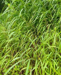 Beautiful close-up view of fresh green long leaves itch grass bunch of bush growing in rainy days in the village home outdoor area. it's a cow or other animal foods.