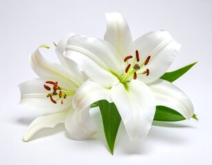 Obraz premium Two white lilies on a white background. Close-up, elegant