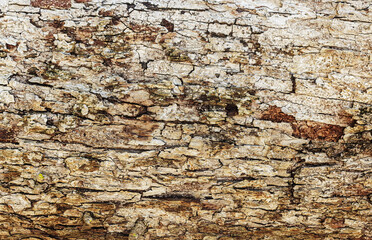High-resolution close-up photo of rough, weathered bark with deep horizontal and vertical cracks. Perfect for a natural background.
