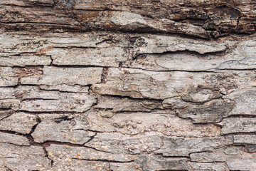 High-resolution close-up photo of rough, weathered bark with deep horizontal and vertical cracks. Perfect for a natural background.