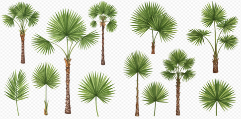 A collection of various isolated tropical fan palm trees and lush green leaves on a transparent background. © studio