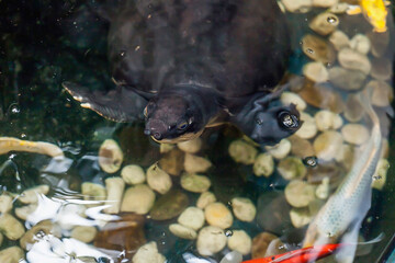 Pig-nosed turtle swims in lake. Fly river tortoise or Carettochelys insculpta swimming in fresh water, soft selective focus