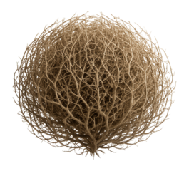 Tumbleweed against a plain background.