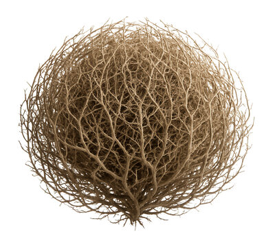Tumbleweed against a plain background. - Powered by Adobe
