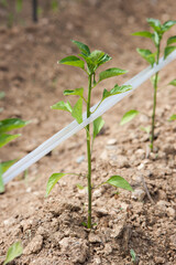 Close Up of Young Plant Seedlings in Outdoor Agricultural Field