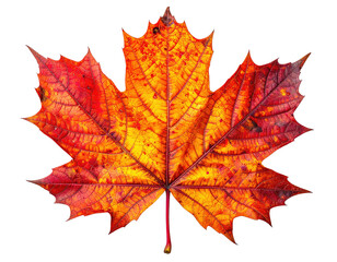 Naklejka premium Autumn maple leaf against black background