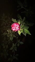 red rose on black background