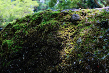Close Up of Moss Covered Forest Rocks in Natural Setting