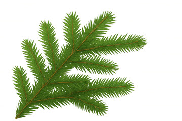 Evergreen spruce tree branch with green needles, creating a seasonal background for christmas and holiday designs on transparent