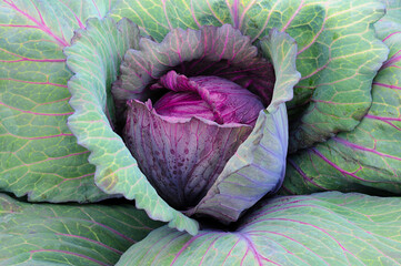 Red Cabbage Close