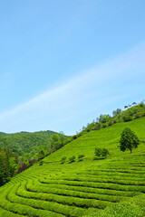 Obraz premium Green Tea Farm Terrace Background Landscape View
