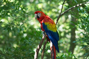 Scarlet Macaw perched