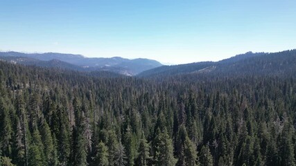 Flying down towards the ground over the beautiful Sequoia National Forest, in California. Looking out to the mountain range over the top of the trees in a drone in 4k. - Powered by Adobe