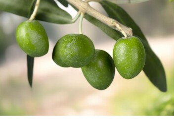 Fresh green Olives on table top