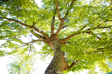 Green Tree Shade From Towering Forest Trees