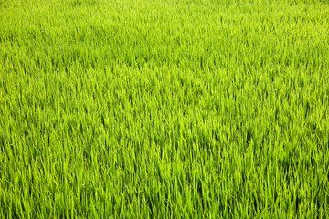 Rice Paddy Agriculture Farm Landscape With Cultivation Fields