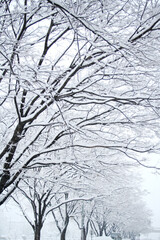 Snowy Weather Plants And Trees In Winter Natural Scene