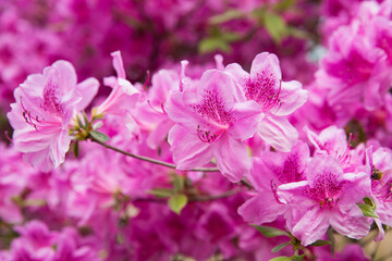Obraz premium Pink Azalea Flowers Blooming In Natural Mountain Environment