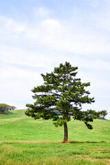 Pasture Grassland Tree In Provincial Natural Environment