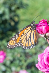 Monarch Butterfly on a Rosebud in a Garden