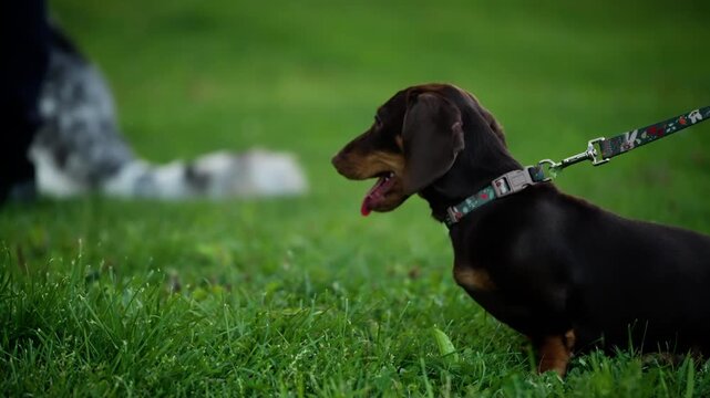 Curious dachshund puppy on a patterned leash sits attentively in lush green grass, watching the surroundings while a blurred dog moves in the background during a calm park moment.
