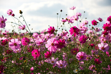 Pink Flower Close-Up In Natural Botanical Detail