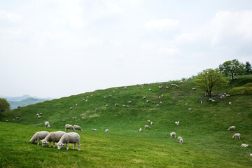Sheep Grazing On Hillside Pasture Natural Rural Scene
