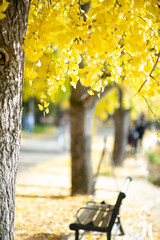 Golden Ginkgo Tree Park Bench Leisure Furniture Scene
