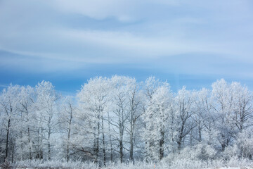 Snowy Fir Tree Close-Up With Frosty Branches