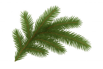 Green fir tree branch with needles, representing christmas, winter, and nature. Ideal for seasonal designs. Transparent background
