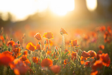 Morning Sunlight Illuminating Dew-Covered Flowers In Natural Setting