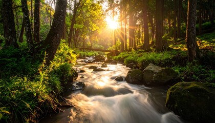 Fototapeta premium Tranquil forest stream bathed in golden sunlight, showcasing a serene natural scene.