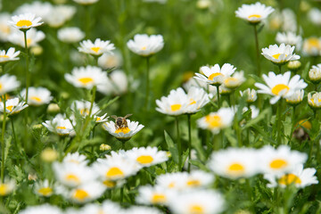 Fototapeta premium daisy flowers in nature