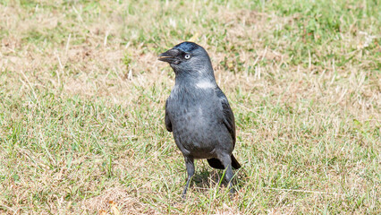 crow on the grass