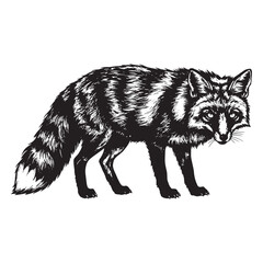 Black and white illustration of a fox standing animal