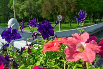 Colorful petunias by the river. Blooming petunias overlooking peaceful river with boats and lush summer landscape.