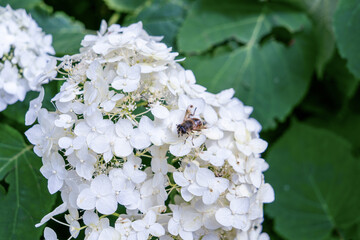 Bee on white hydrangea flowers in a summer garden. Closeup of a bee collecting nectar from blooming white hydrangea flowers surrounded by green leaves in natural sunlight.