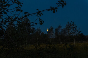 Blood moon over silhouetted trees. Rare celestial event crimson moon casting an ominous glow on the night sky a powerful omen.