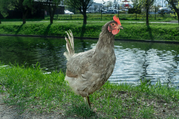 Charming Gray Chicken Gracefully Wandering Through a Lush Backyard Garden Bathed in Warm Spring Sunlight, Capturing the Essence of Rural Serenity and Nature's Beauty.