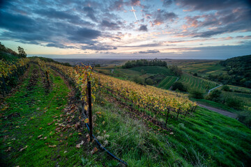 Naklejka premium Herbstliche Weinberge im Muschelbruch bei Birkweiler mit Birken und warmem Sonnenaufgang vor dem Pfälzerwald
