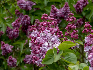 Macro view of double pinkish-lilac lilac blossoms. Syringa vulgaris inflorescence.