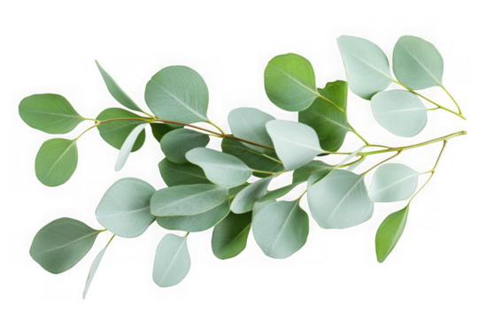 Fresh eucalyptus sprig with round leaves on black background branch green 1