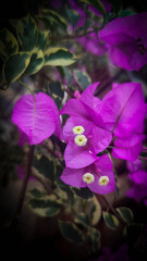 Close-Up of Single Purple Bougainvillea Flower