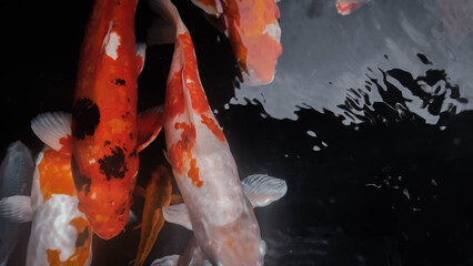 Orange and White Koi Fish Swimming Gracefully